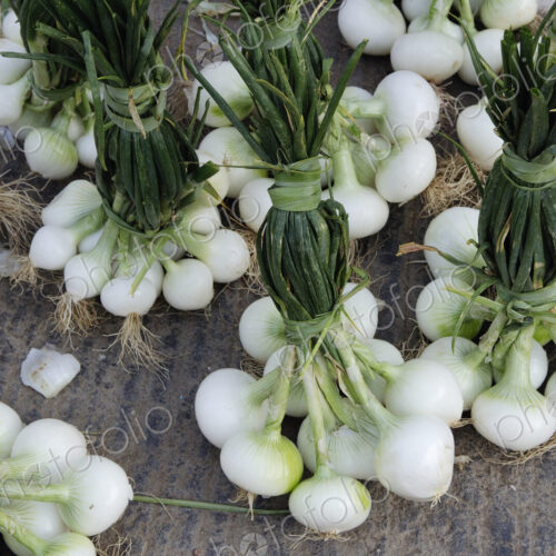 Onion Bundles Onion Bundles