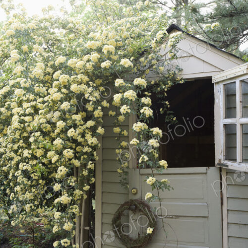 Open Dutch Door on Shed Open Dutch Door on Shed