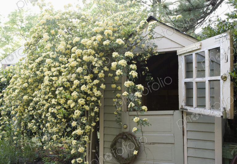 Open Dutch Door on Shed