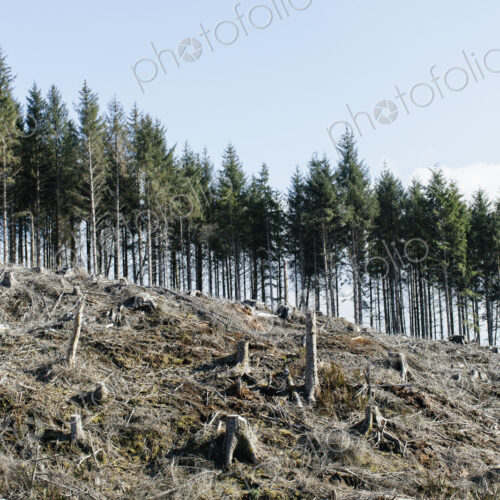 Open landscape, a hillside of logged spruce, hemlock and fir trees