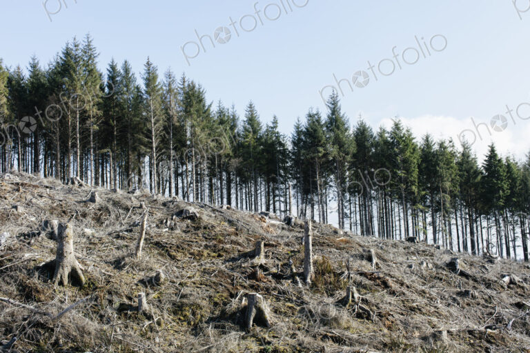 Open landscape, a hillside of logged spruce, hemlock and fir trees