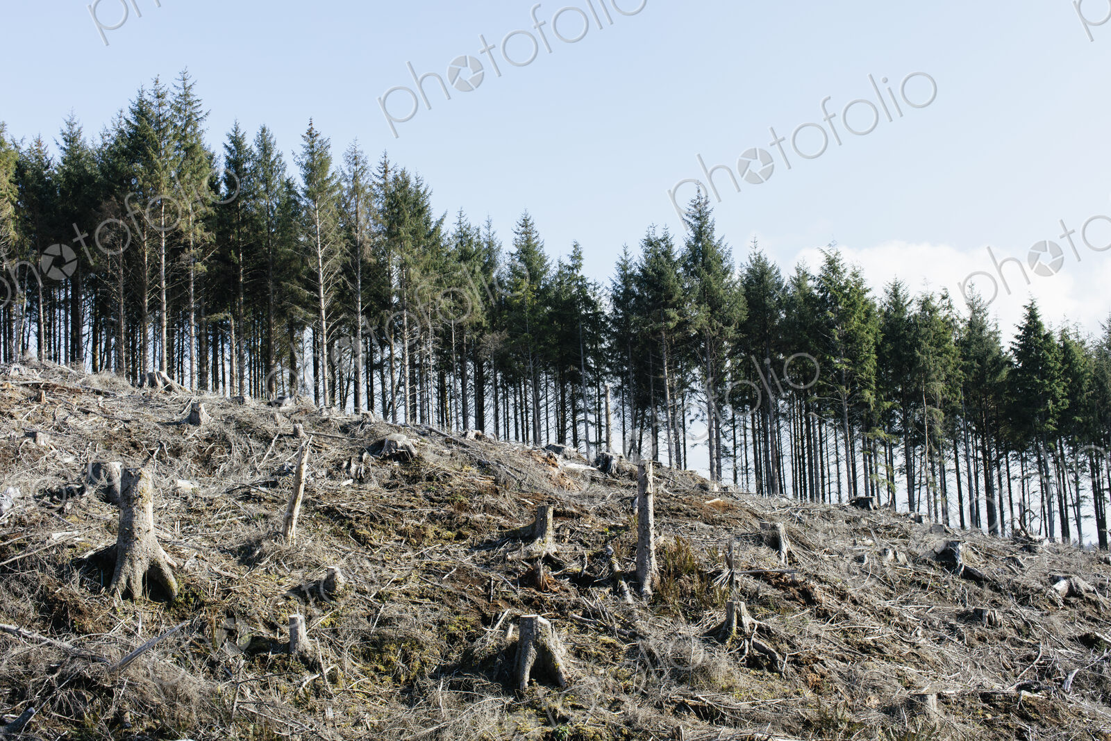 Open landscape, a hillside of logged spruce, hemlock and fir trees