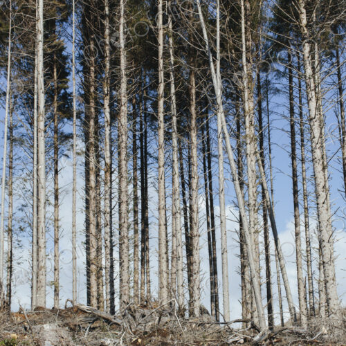 Open landscape, a hillside of logged spruce, hemlock and fir trees