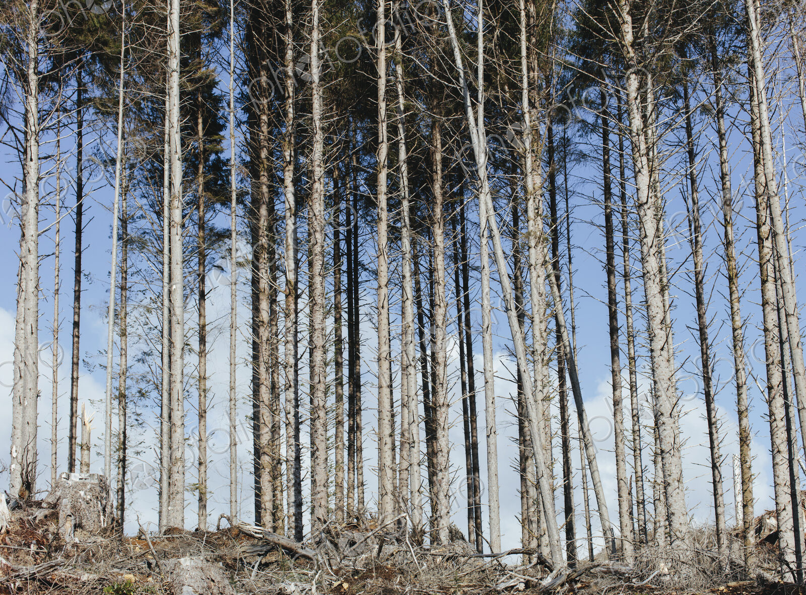Open landscape, a hillside of logged spruce, hemlock and fir trees