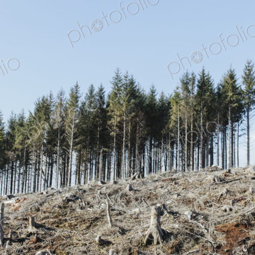 Open landscape, a hillside of logged spruce, hemlock and fir trees