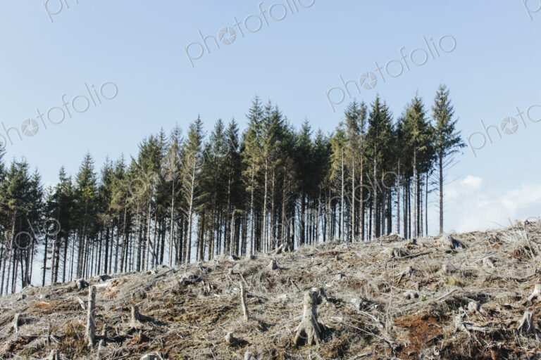 Open landscape, a hillside of logged spruce, hemlock and fir trees