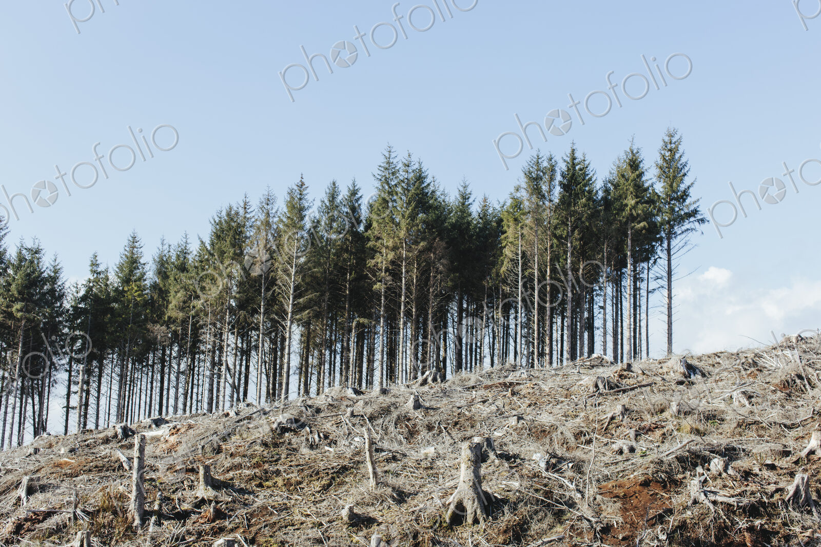 Open landscape, a hillside of logged spruce, hemlock and fir trees