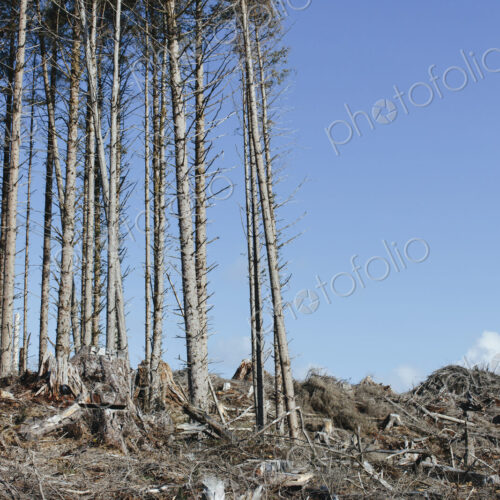 Open landscape, a hillside of logged spruce, hemlock and fir trees