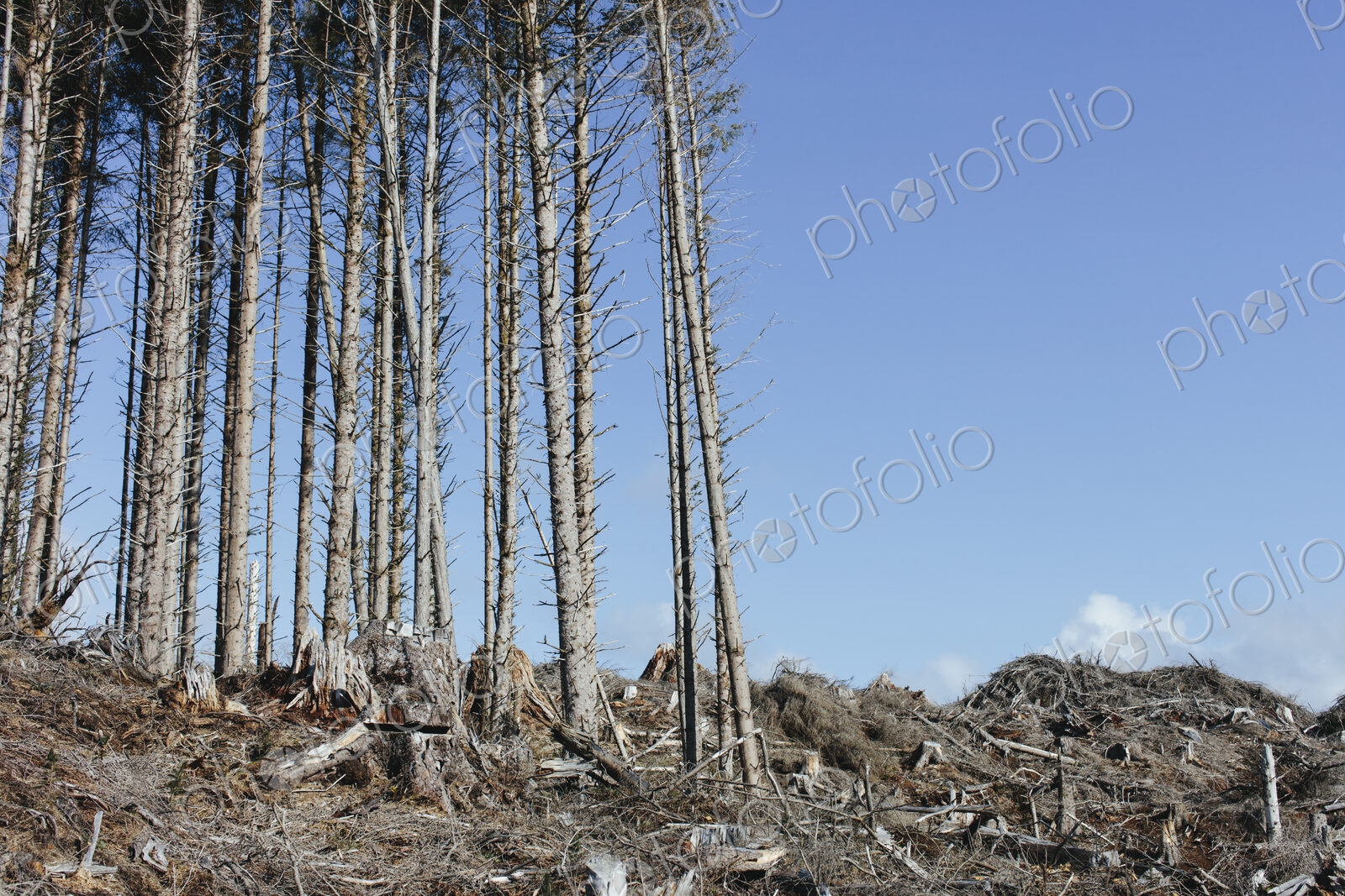 Open landscape, a hillside of logged spruce, hemlock and fir trees