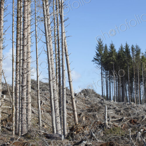 Open landscape, a hillside of logged spruce, hemlock and fir trees