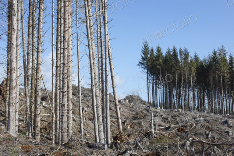 Open landscape, a hillside of logged spruce, hemlock and fir trees