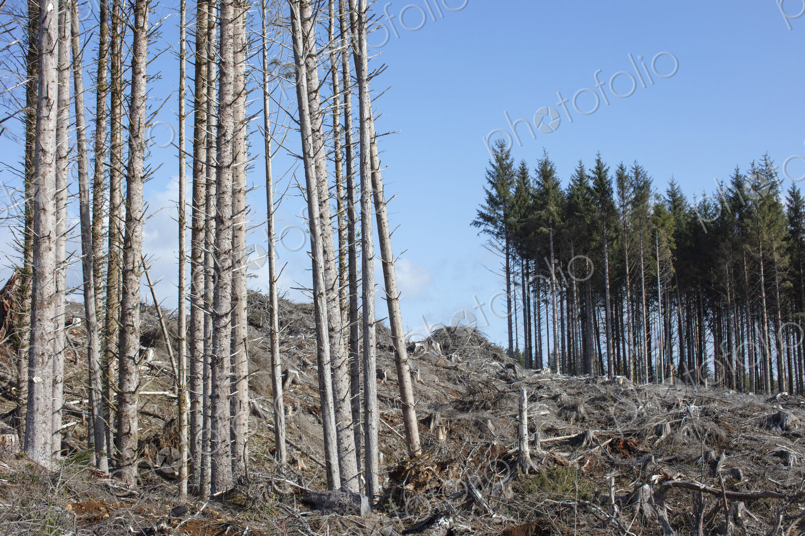 Open landscape, a hillside of logged spruce, hemlock and fir trees