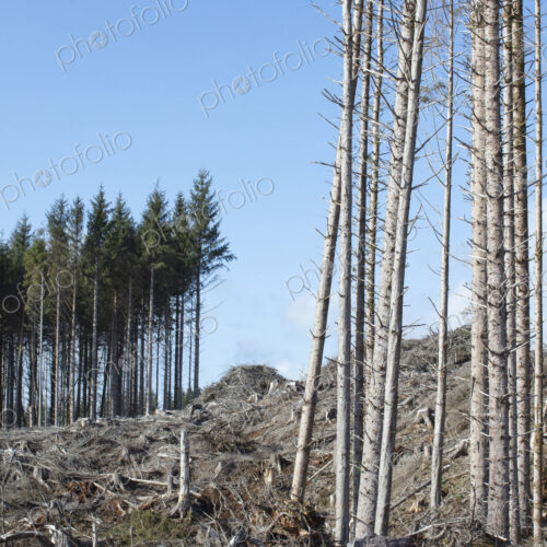 Open landscape, a hillside of logged spruce, hemlock and fir trees