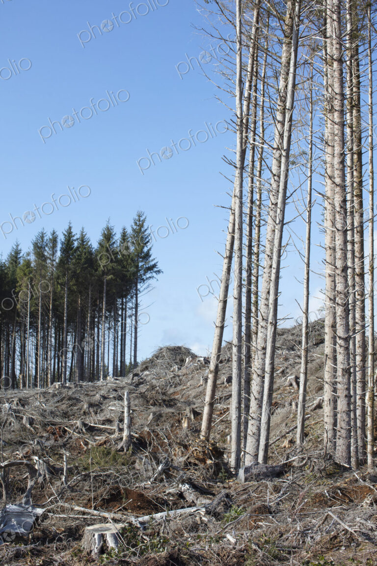 Open landscape, a hillside of logged spruce, hemlock and fir trees