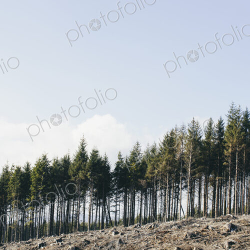 Open landscape, a hillside of logged spruce, hemlock and fir trees