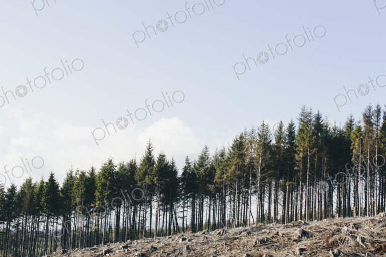 Open landscape, a hillside of logged spruce, hemlock and fir trees