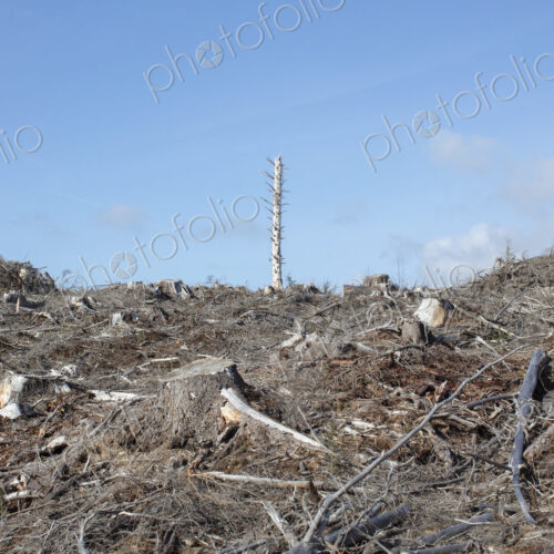 Open landscape, a hillside of logged spruce, hemlock and fir trees