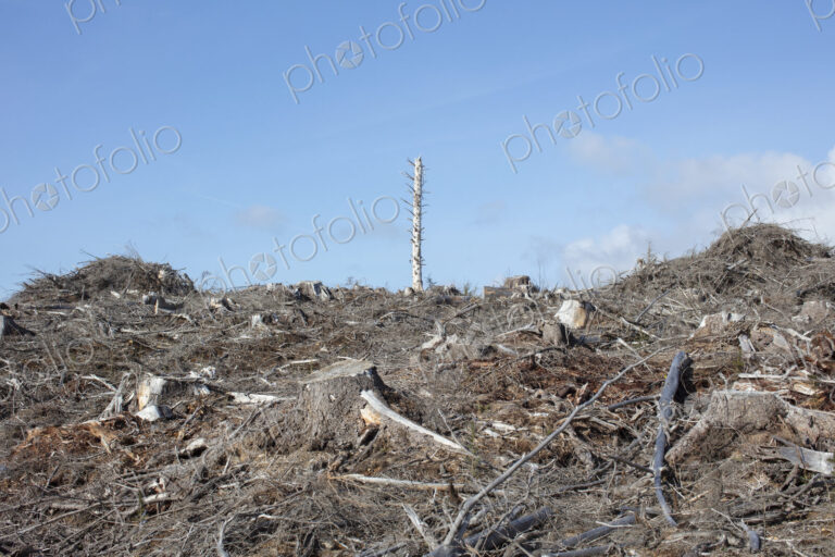 Open landscape, a hillside of logged spruce, hemlock and fir trees