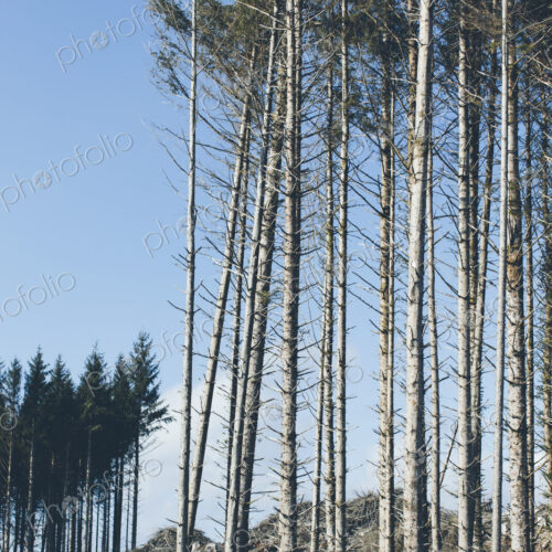 Open landscape, a hillside of logged spruce, hemlock and fir trees