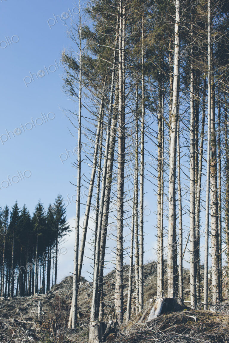 Open landscape, a hillside of logged spruce, hemlock and fir trees