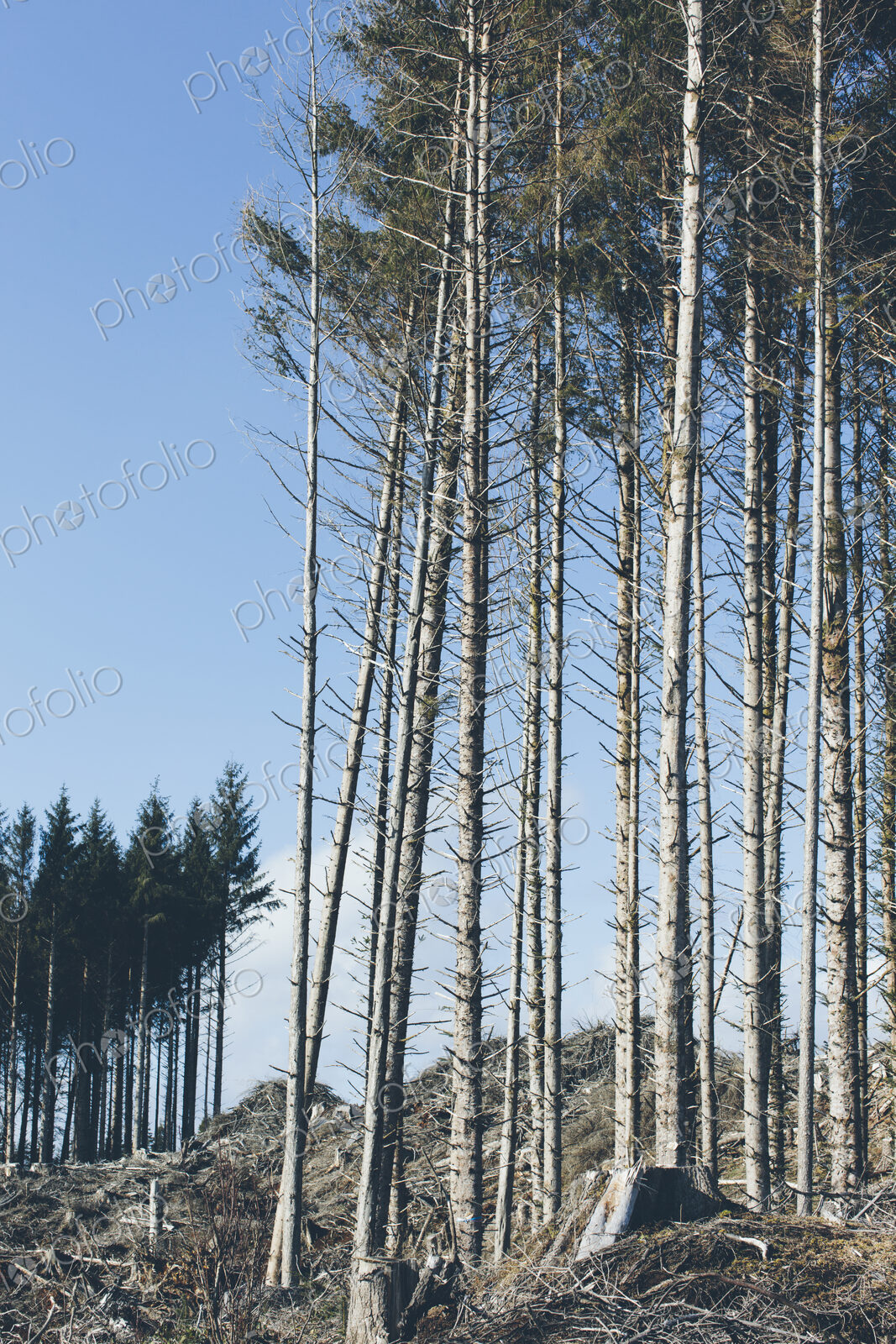 Open landscape, a hillside of logged spruce, hemlock and fir trees