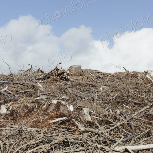 Open landscape, a hillside of logged spruce, hemlock and fir trees