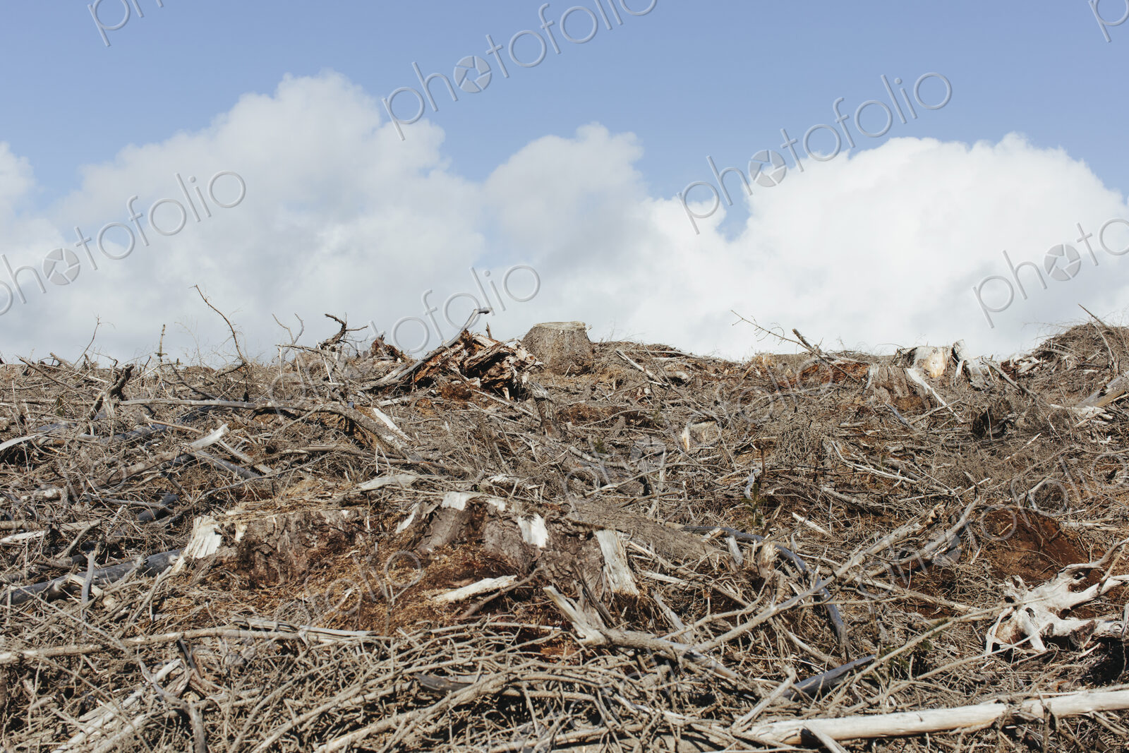 Open landscape, a hillside of logged spruce, hemlock and fir trees