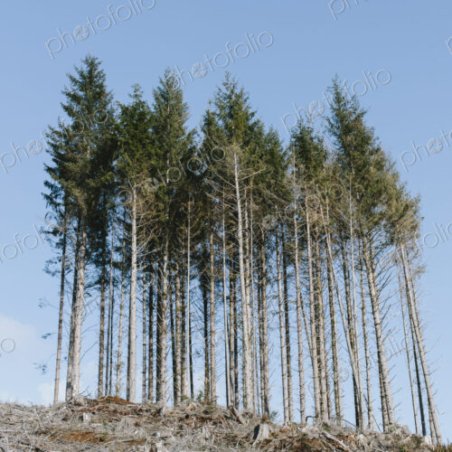 Open landscape, a hillside of logged spruce, hemlock and fir trees