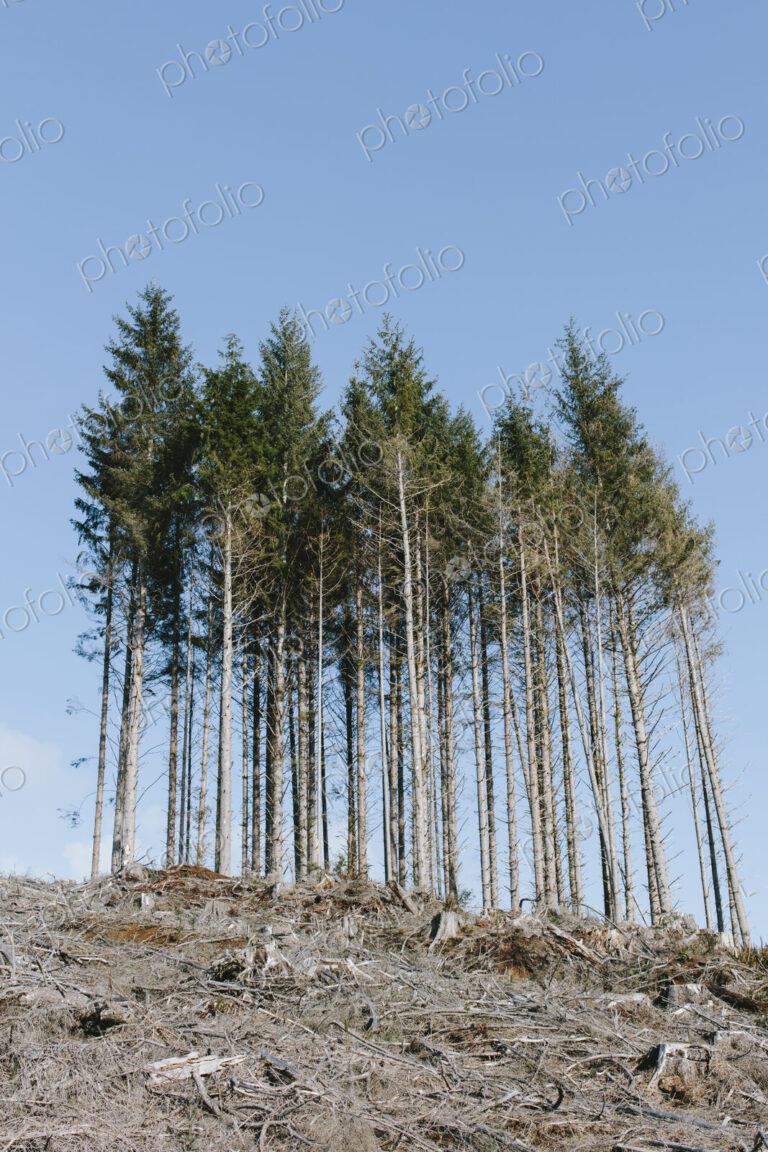 Open landscape, a hillside of logged spruce, hemlock and fir trees