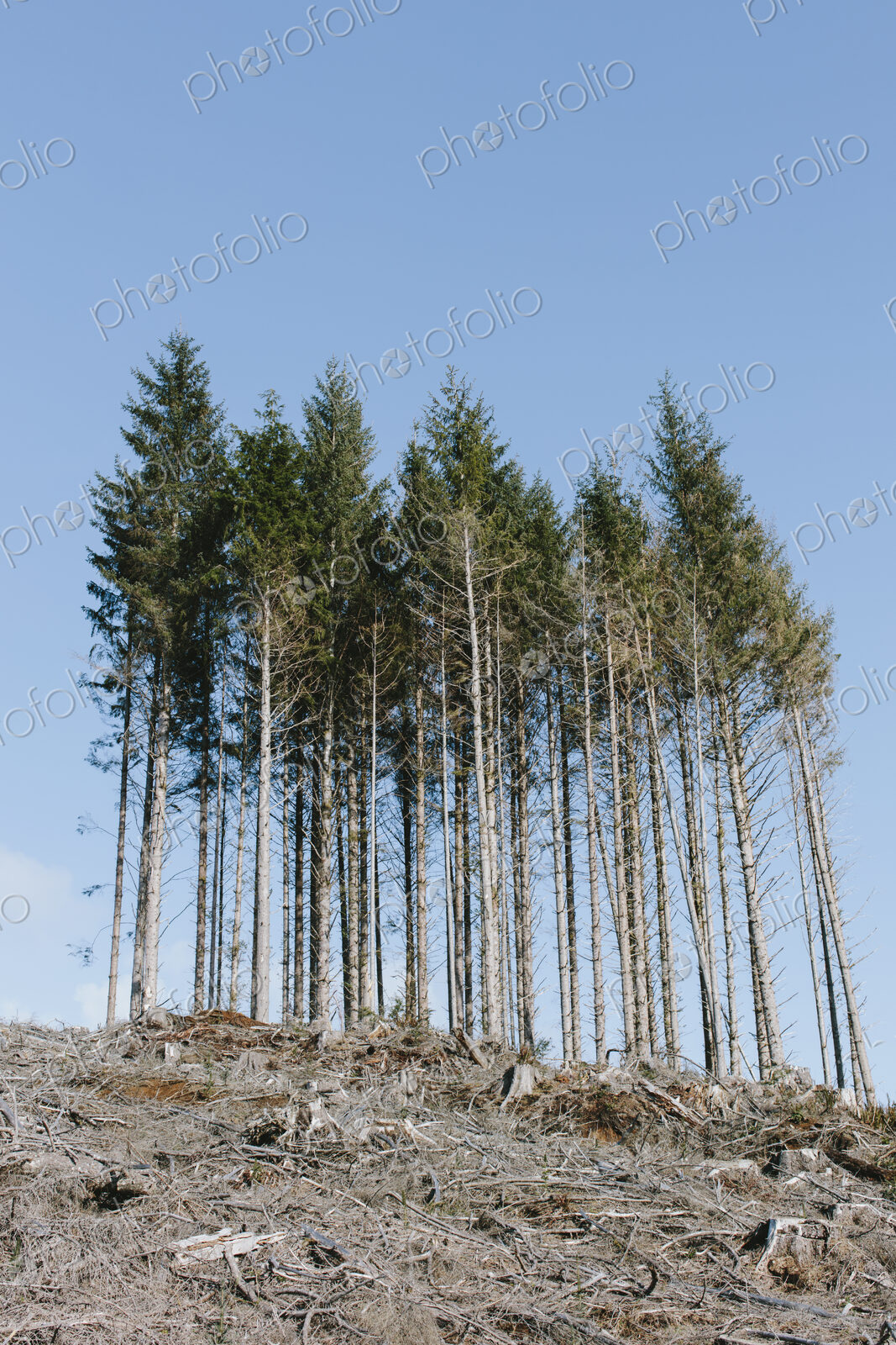 Open landscape, a hillside of logged spruce, hemlock and fir trees