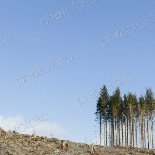 Open landscape, a hillside of logged spruce, hemlock and fir trees
