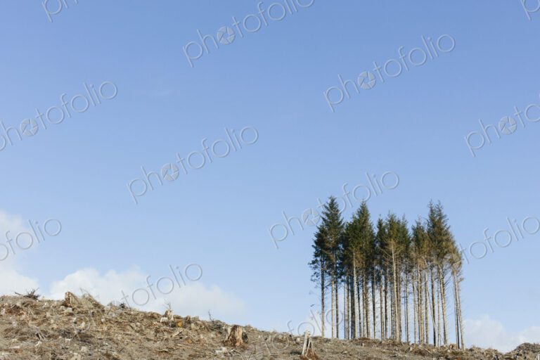 Open landscape, a hillside of logged spruce, hemlock and fir trees