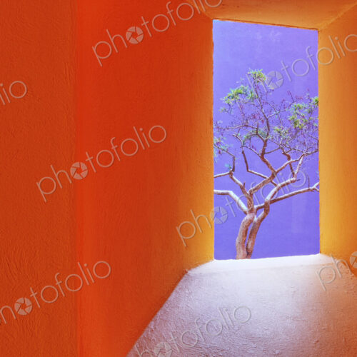 Orange Corridor Leading to a Tree Orange Corridor Leading to a Tree