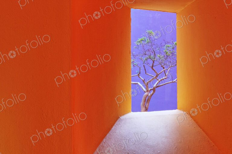 Orange Corridor Leading to a Tree