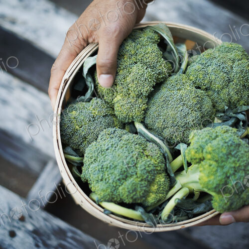 Organic Broccoli just harvested Organic Broccoli just harvested
