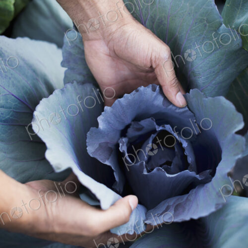 Organic Cabbage Plants in Field Organic Cabbage Plants in Field