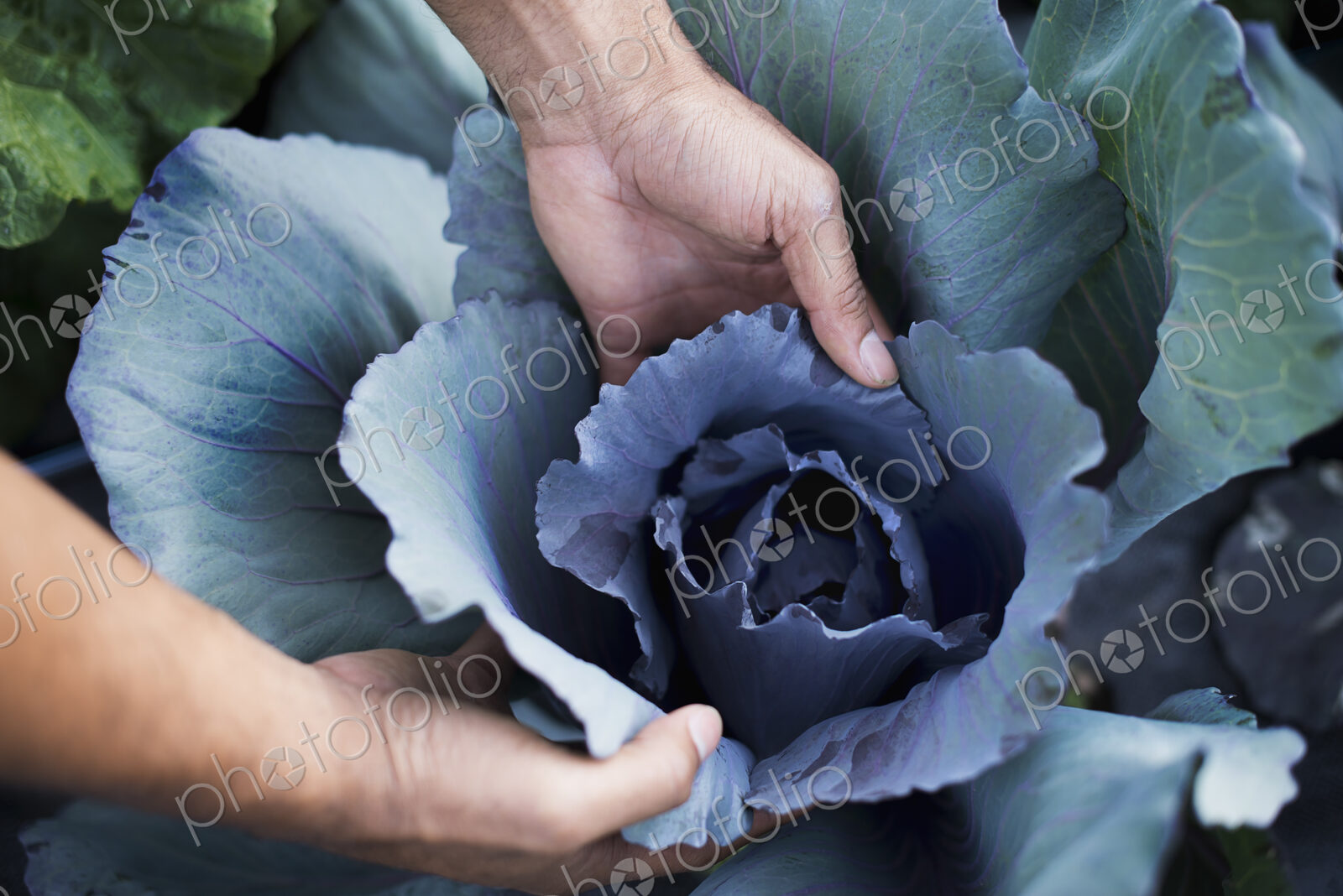Organic Cabbage Plants in Field