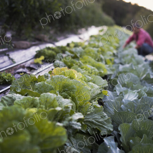 Organic Cabbage Plants in Field Organic Cabbage Plants in Field