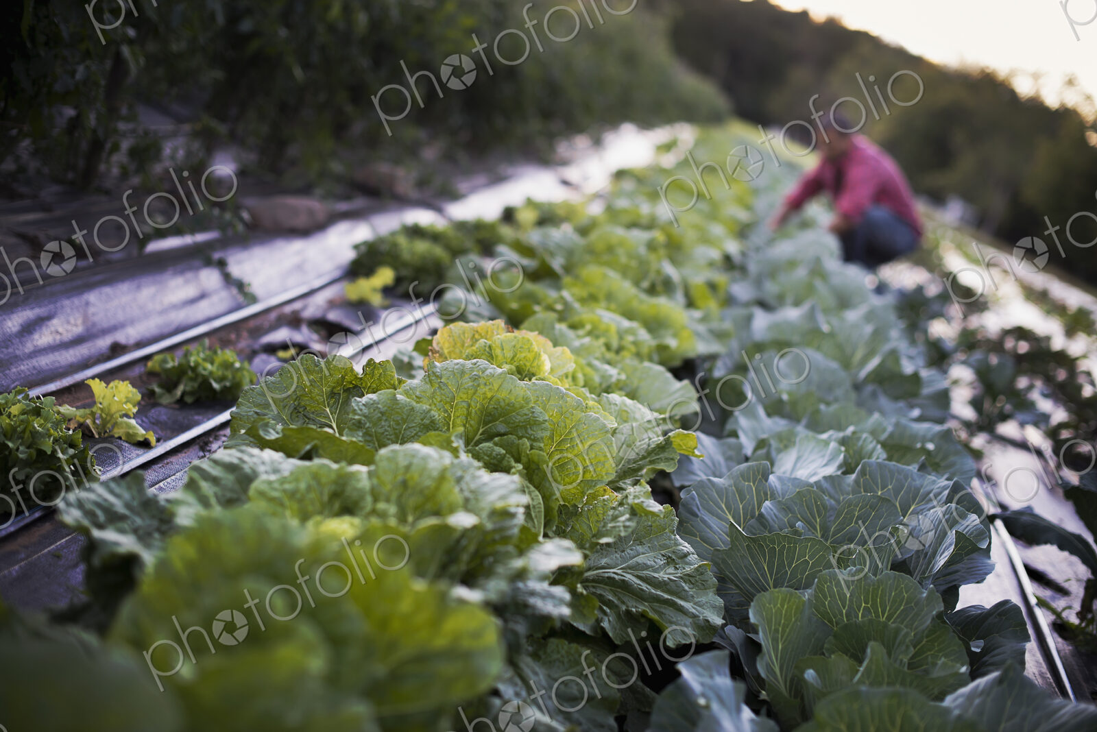 Organic Cabbage Plants in Field