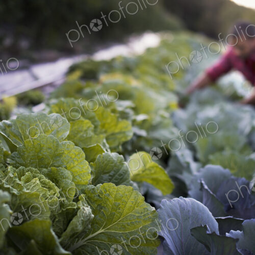 Organic Cabbage Plants in Field Organic Cabbage Plants in Field