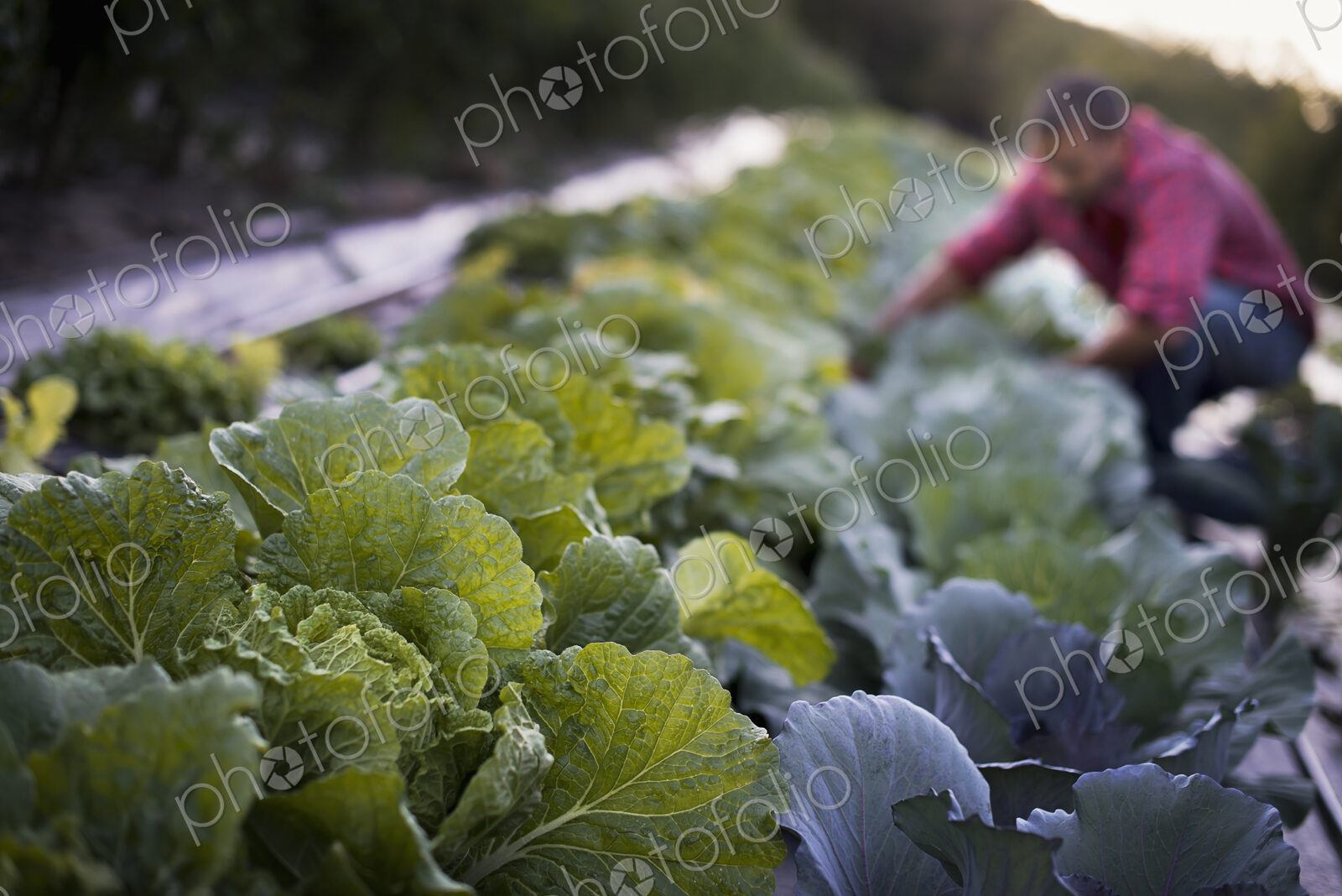 Organic Cabbage Plants in Field