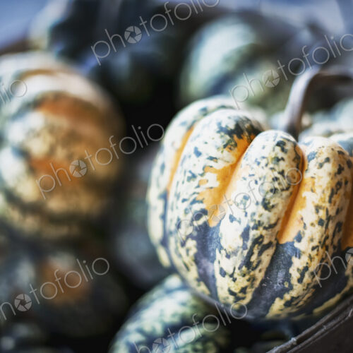 Organic Carnival Acorn Squash just harvested