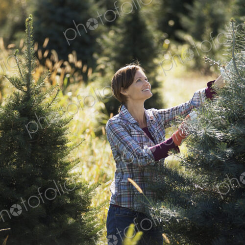 Organic Christmas trees in a plantation, being pruned by a woman wearing working gloves. Organic Christmas trees in a plantation, being pruned by a woman wearing working gloves.