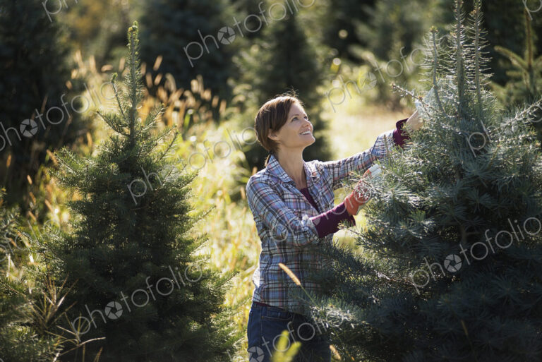 Organic Christmas trees in a plantation, being pruned by a woman wearing working gloves.
