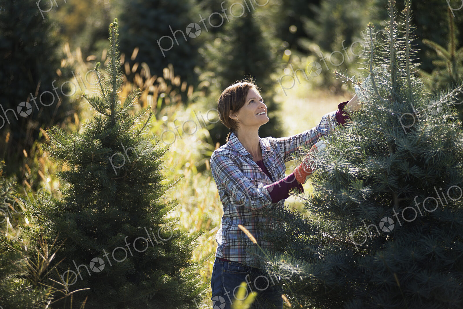Organic Christmas trees in a plantation, being pruned by a woman wearing working gloves.