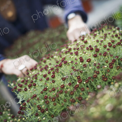 Organic Farmer at Work. A person tending to a tray of small young flowering plants. Organic Farmer at Work. A person tending to a tray of small young flowering plants.