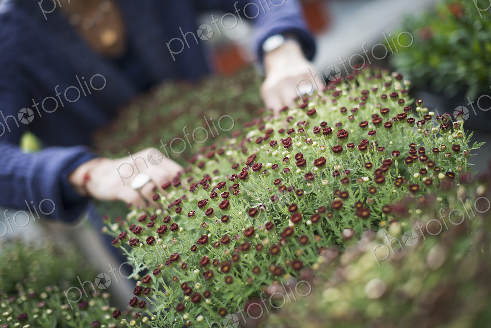 Organic Farmer at Work. A person tending to a tray of small young flowering plants.