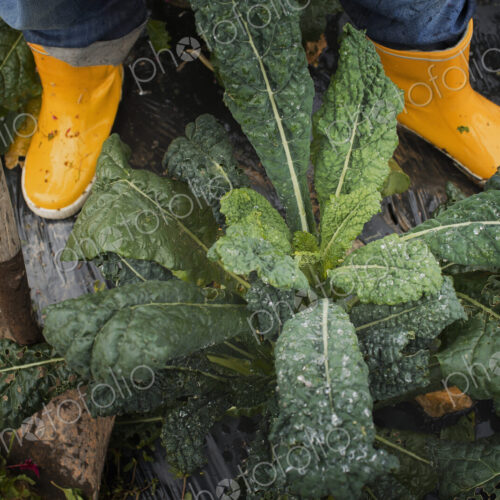 Organic Farmer at Work. A person's feet in yellow work boots. Organic Farmer at Work. A person's feet in yellow work boots.