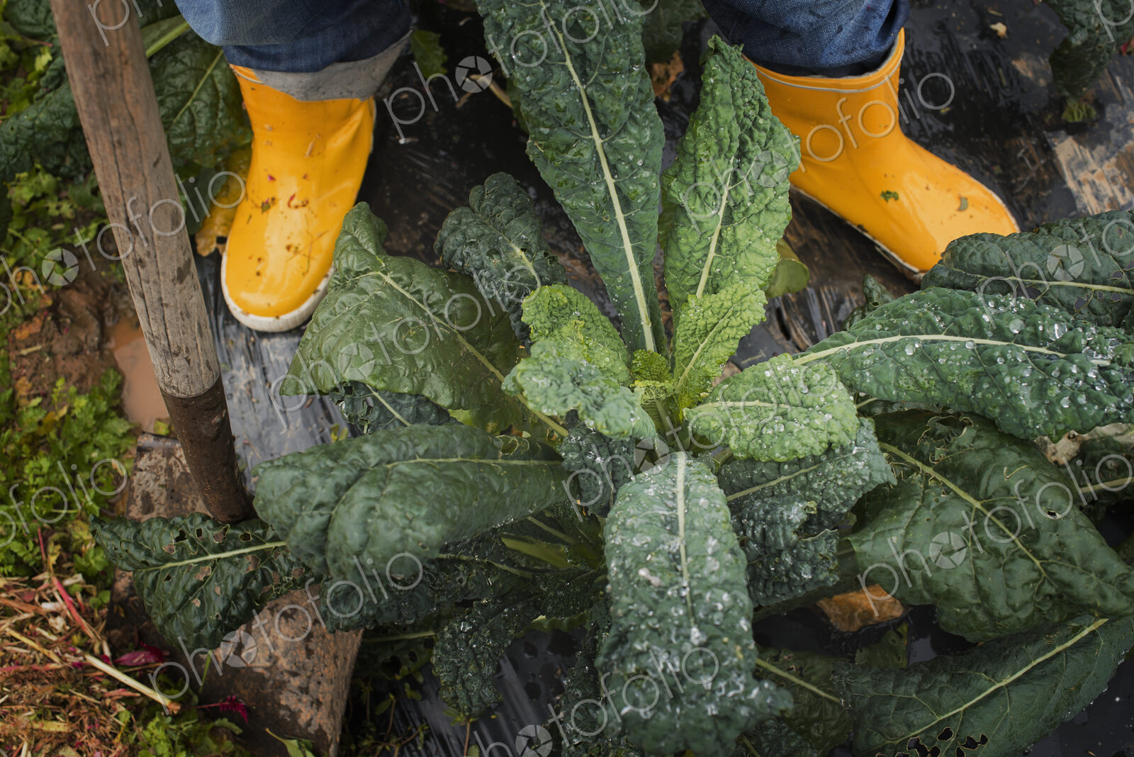 Organic Farmer at Work. A person’s feet in yellow work boots.