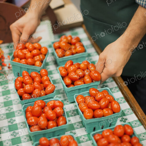 Organic Farmer at Work. A young man arranging a row of punnets of tomatoes.